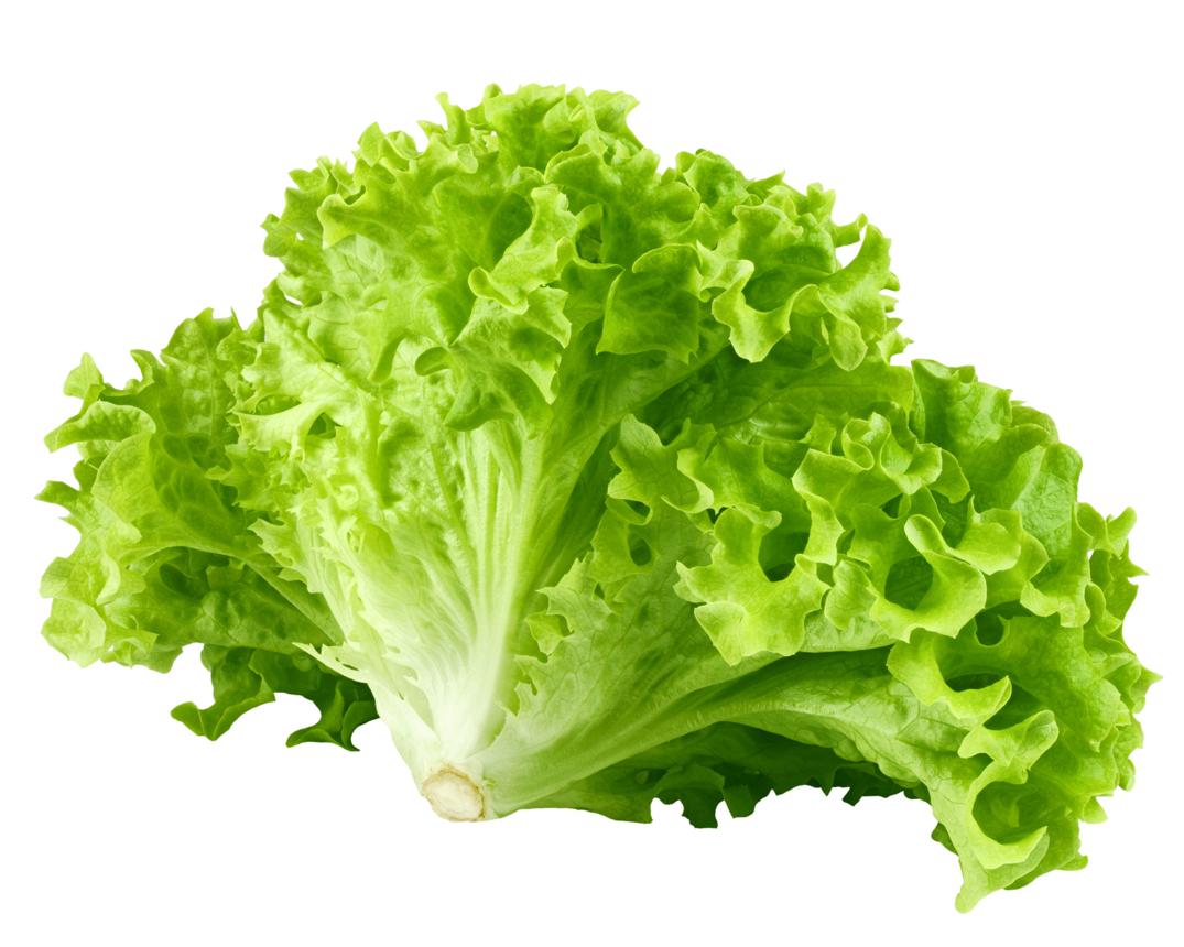 Crisp Green Lettuce