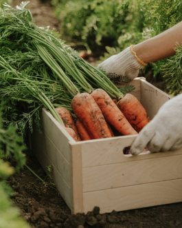 Premium Garden Carrots