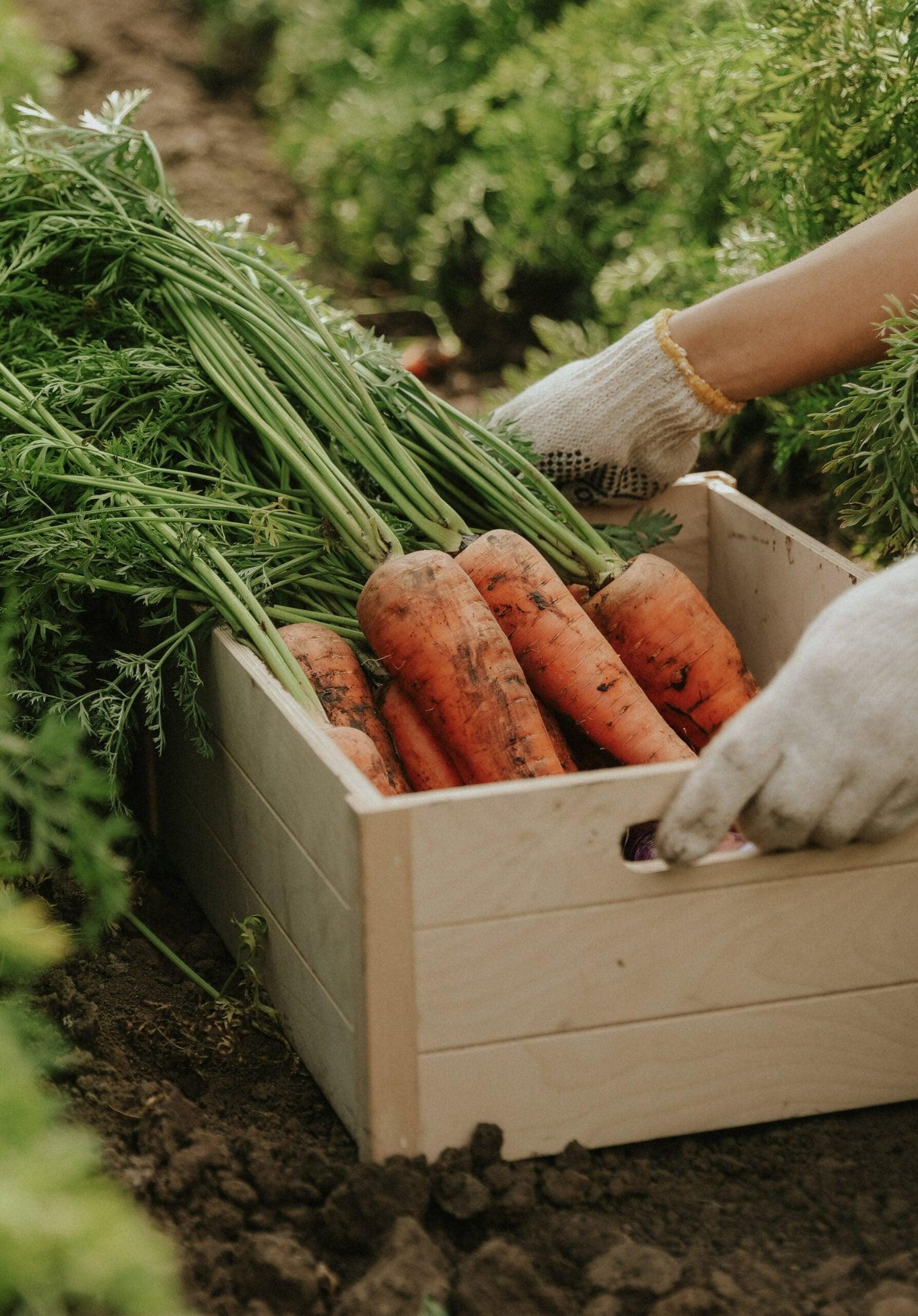 Premium Garden Carrots - Image 2